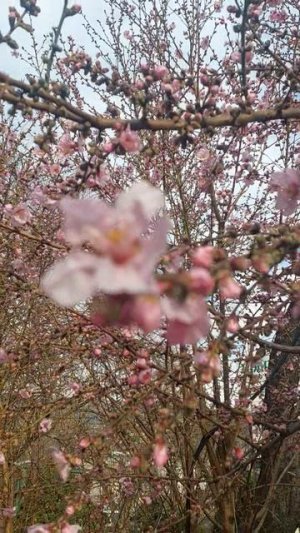 Название дерева?