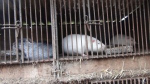 НУТРИЯ и мои изменение в хозяйстве