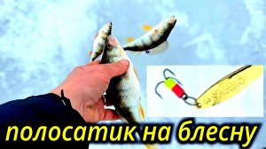 ЛОВИМ ОКУНЯ НА БЛЕСНУ