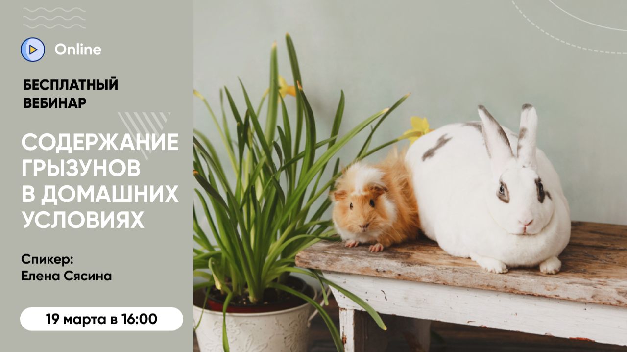 Вебинар «Содержание грызунов и зайцеобразных в домашних условиях:кролики, шиншиллы и морские свинки»
