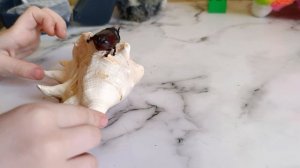 Насекомое носорог