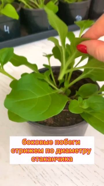 Прищипывание петунии