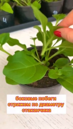 Прищипывание петунии