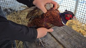 Тачка с дровами, шустрые фазаны и отправка с оказией