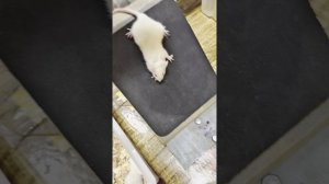 Инженеры будущего, проект, Пешкова Варвара