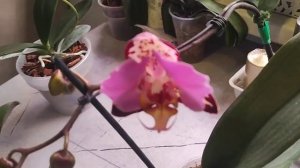 #181 ОрхоVLOG сняла я всё таки листы Smoky Pink прошлась по подоконнику, Кто-то зацветает