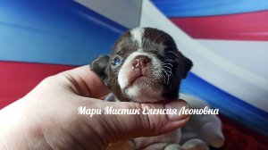 #СКИДКИ до 03.04.26 Еленсия #купить_щенка_чихуахуа_продаю +79215950848