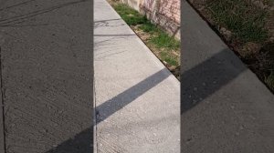 летняя природа 2