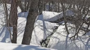 Потеплело. Обеденная прогулка.mp4