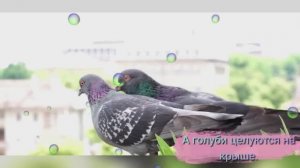 А голуби целуются на крыше.