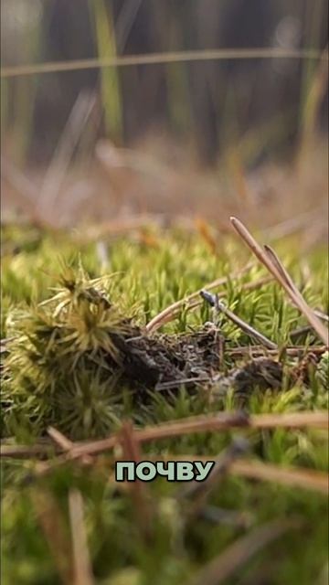 Лесные растения. Посадка мха в саду. Советы эксперта.