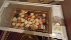 Наш первый вывод цыплят