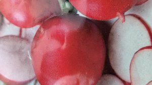 Мартовская посадка редиса в теплице