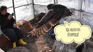 Защищают ли филины свои гнёзда и птенцов? Сова Ёль точно защищает!