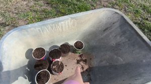 занимаюсь пикировкой томатов.