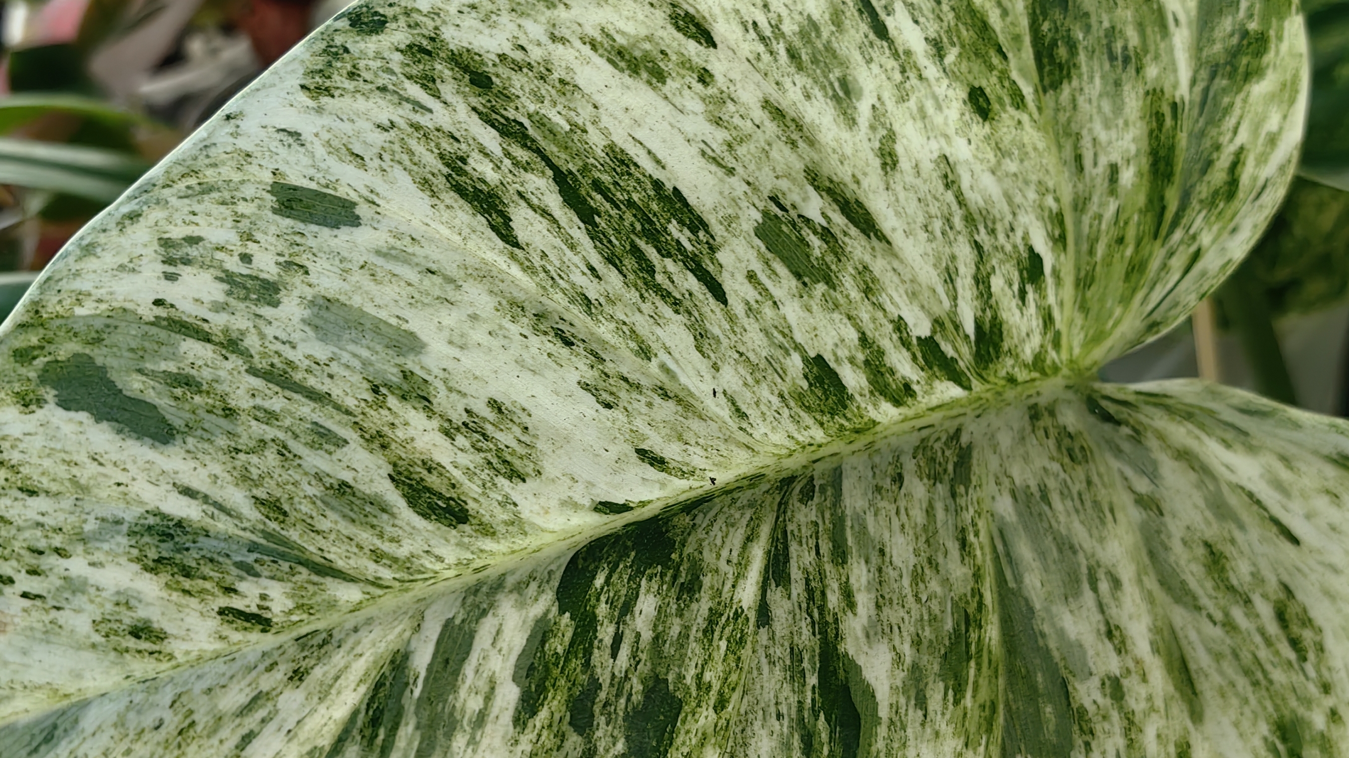 Филодендрон Гигантум ☘️ Посадушки-поболтушки 🌿🍀☘️