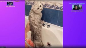 Удивительные животные !!!