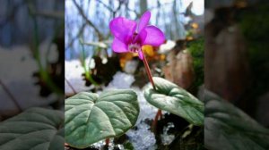 Предчувствие весны