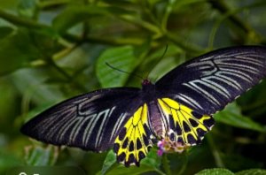 Крылья бабочки