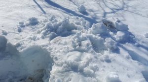 Ура!!! Я сегодня добралась до сада