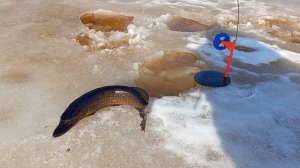 Рыбалка на жерлицы в МАРТЕ