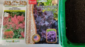 17 марта посеяла два сорта гейхеры