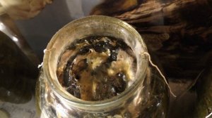 Бластофаг из травы  чистотела для наружного применения. Фильм 5.