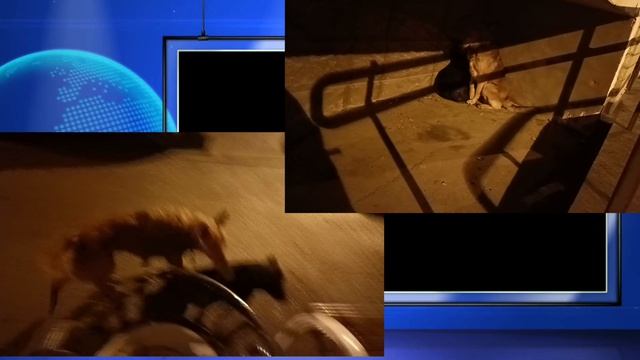 Нападения собак 4 новость18