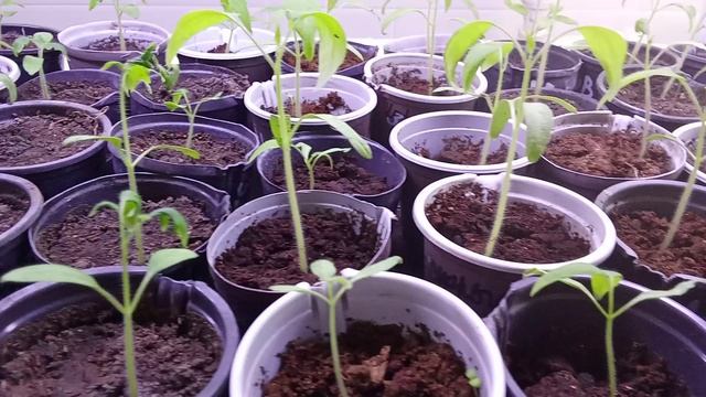 Обзор рассады 19.03.26