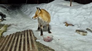 (1244) Лиса приходит в гости. Март 2026