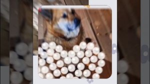 1000052697.mp4 (Собака наблюдает за устройством лестницы на 2-ой этаж в доме А-фрейм)