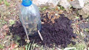 05-10-2025 Укрываю виноград выращенный из косточки