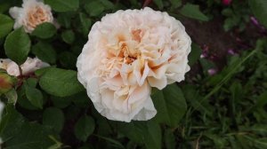 Роза Мисс Файн - невероятное цветение, приковывает взгляды к этим розам надолго!