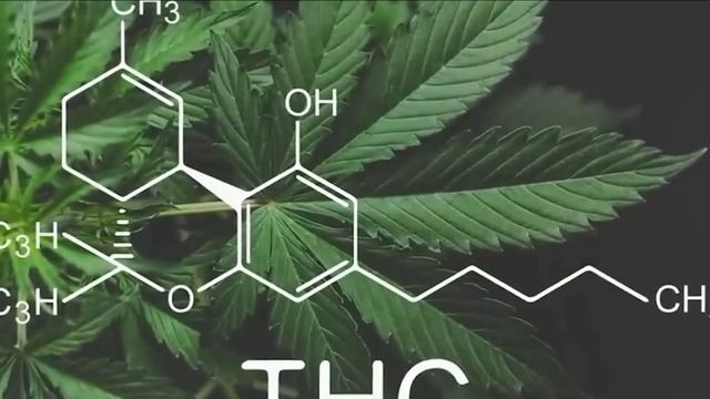 Причина ЗАПРЕТА ЭТОГО РАСТЕНИЯ во ВСЕХ СТРАНАХ МИРА