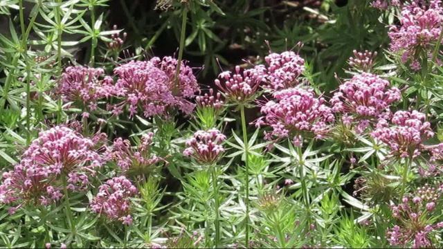 ИюньскийВетерок