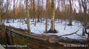 LIVE: На лесной опушке. Природа онлайн