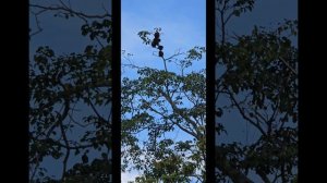 Венесуэла 🇻🇪