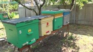 МОЁ Пчеловодство 2 год