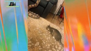 Удивительные животные !!!