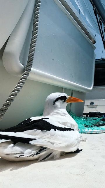 Пересекаем Атлантику!