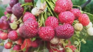 Гигантелла- это объем и урожайность. Мице Шиндлер - изысканный вкус.