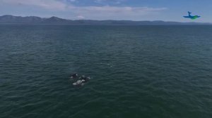 Путешествие к китам в залив Николая (Хабаровский край)