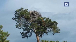 Уникальная Россия: Голоса Онего. Часть 2