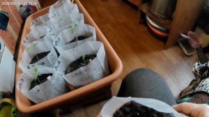 Подкормка перчиков и ягодки.