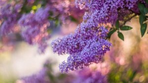 КОГДА НАСТУПИТ ВНОВЬ ВЕСНА...