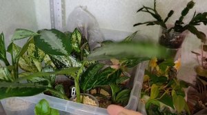 комнатные растения: март🪴🪴🪴🪴🪴🪴🪴