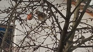 Дрозд-рябинник 19.03.26 Жаворонки