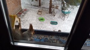 и мы и белки во дворе