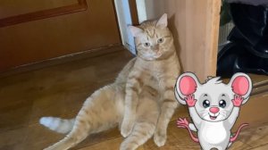 Рыжий кот. Устал уже с утра)