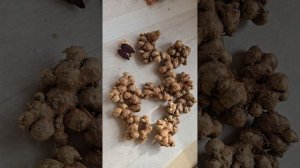 целебные корни
черный имбирь
белая куркума 
куркума лонга